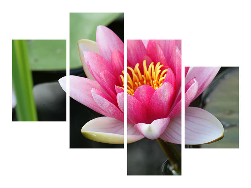 4-piece-canvas-print-the-water-lily-in-pink