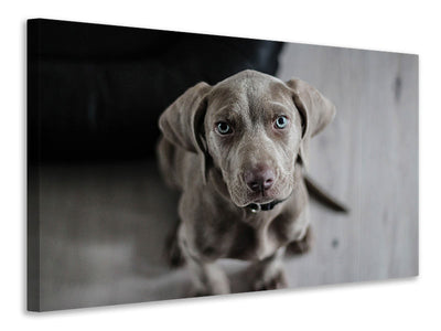3-piece-canvas-print-the-weimaraner