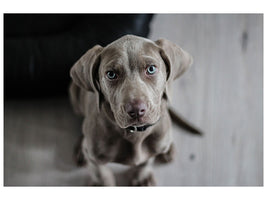 3-piece-canvas-print-the-weimaraner