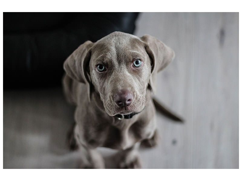 3-piece-canvas-print-the-weimaraner
