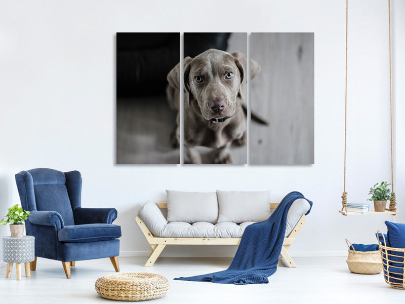 canvas-print-the-weimaraner