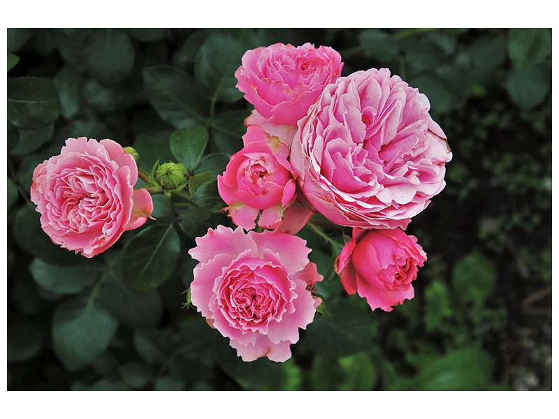 3-piece-canvas-print-the-wild-roses-in-pink