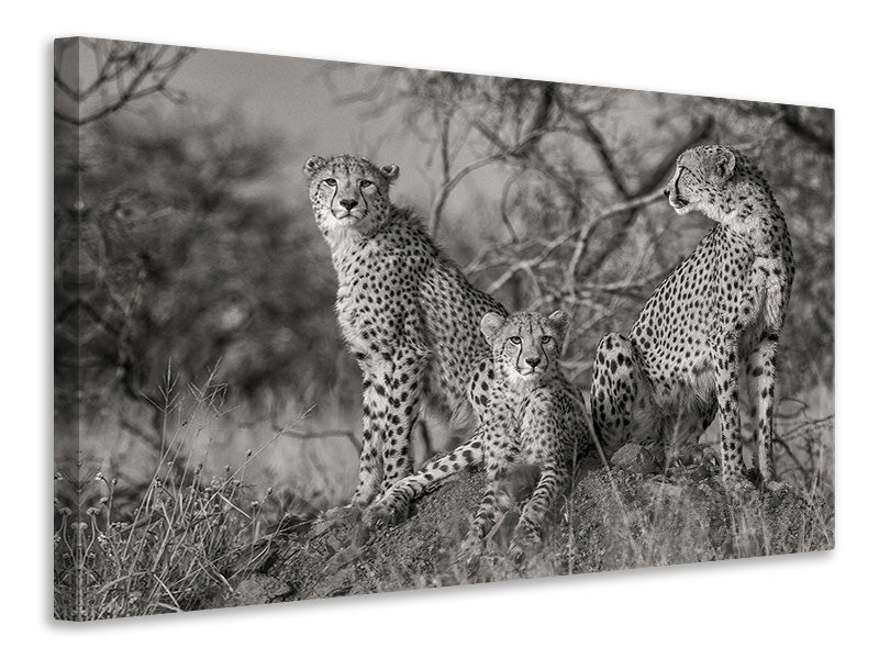 3-piece-canvas-print-three-cats