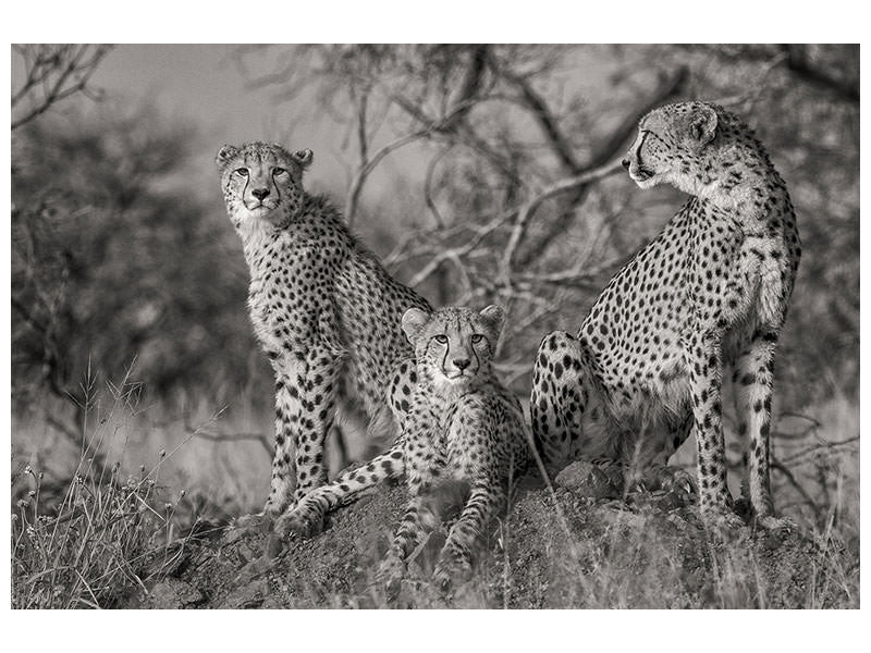 3-piece-canvas-print-three-cats