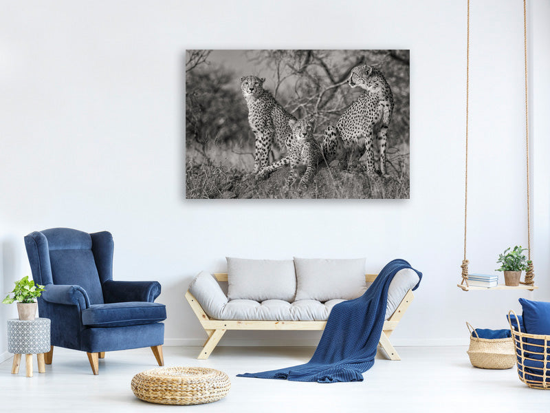 3-piece-canvas-print-three-cats