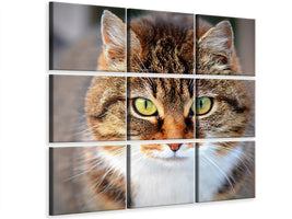 4-piece-canvas-print-tiger-cat