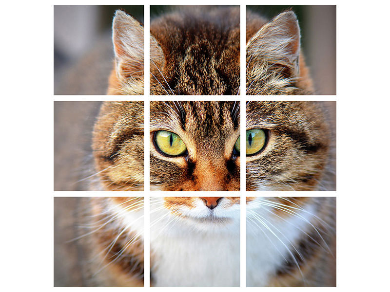 4-piece-canvas-print-tiger-cat
