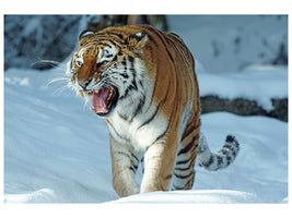 canvas-print-tiger-in-the-snow