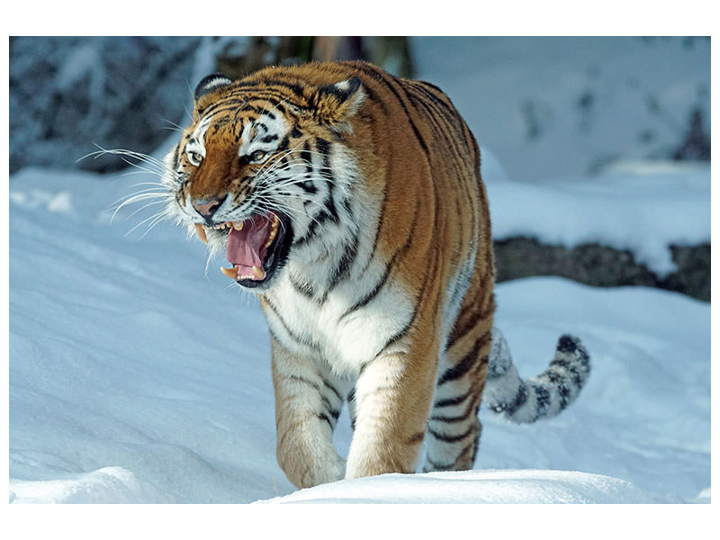 3-piece-canvas-print-tiger-in-the-snow
