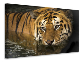 3-piece-canvas-print-tiger-in-the-water