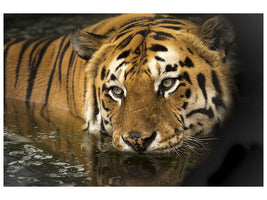 3-piece-canvas-print-tiger-in-the-water