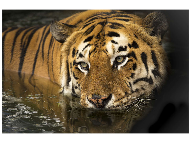 3-piece-canvas-print-tiger-in-the-water