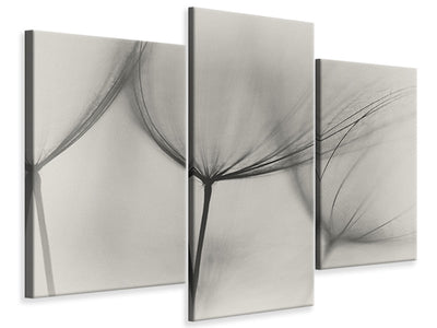 panoramic-canvas-print-tragopogon