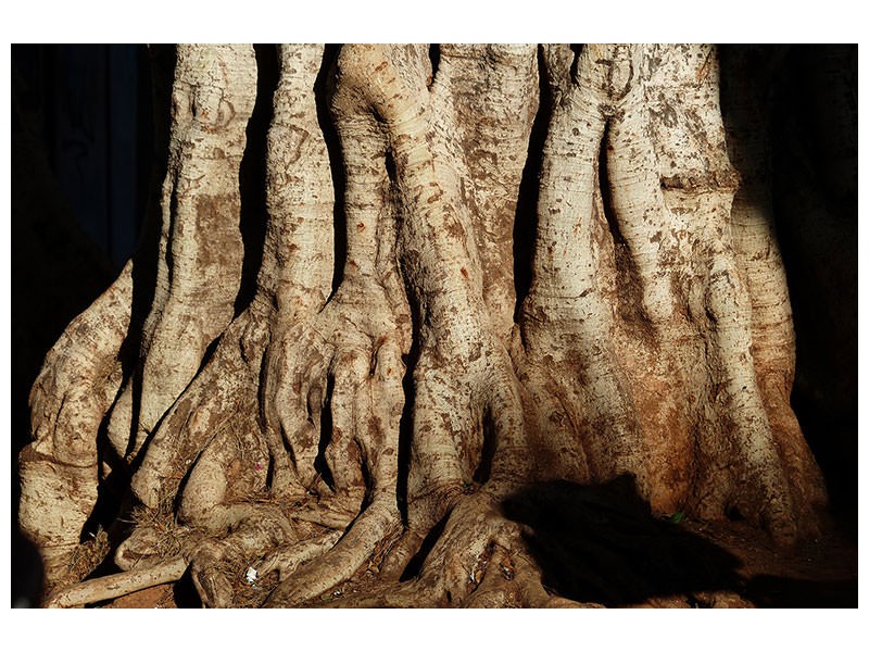 3-piece-canvas-print-tree-close-up