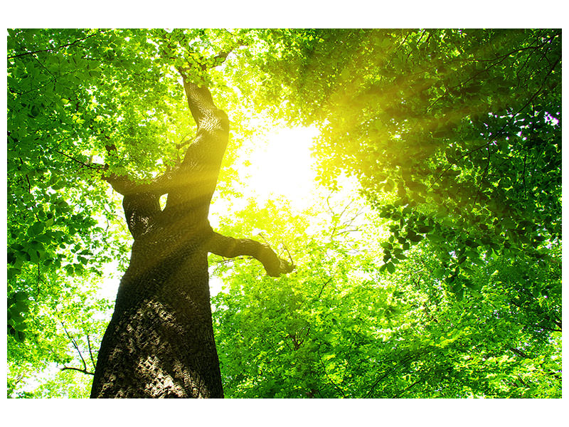 4-piece-canvas-print-tree