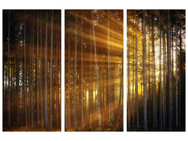 5-piece-canvas-print-trees-in-sunbeams