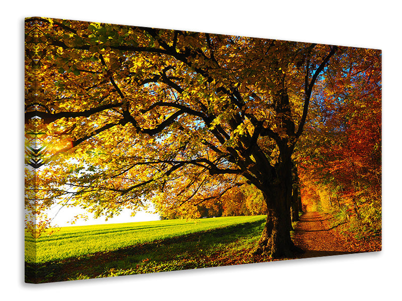 modern-4-piece-canvas-print-trees-in-the-autumn