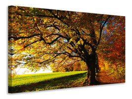 modern-3-piece-canvas-print-trees-in-the-autumn