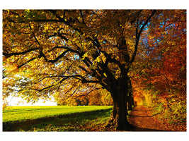 modern-4-piece-canvas-print-trees-in-the-autumn