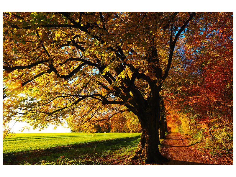 modern-3-piece-canvas-print-trees-in-the-autumn