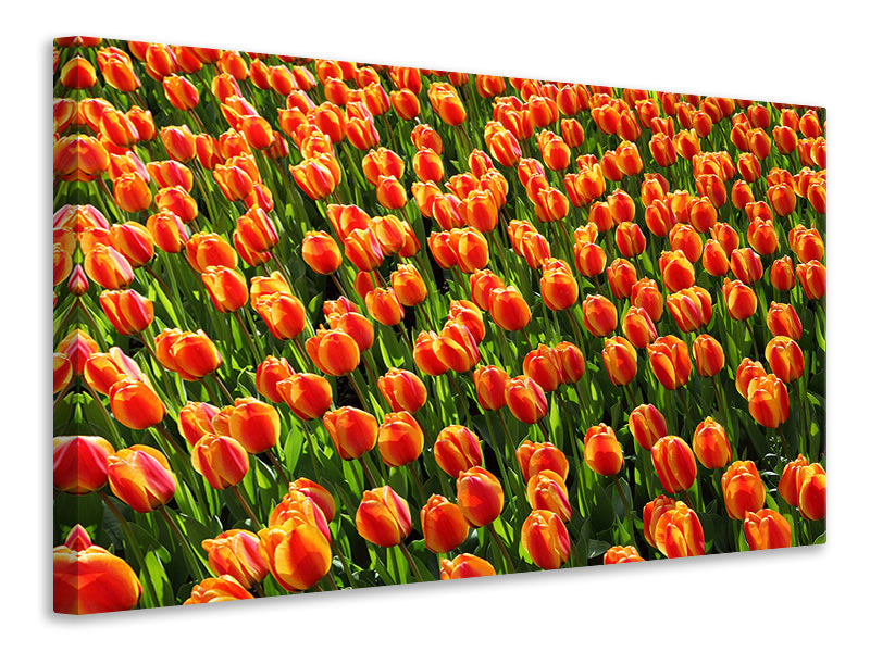 modern-3-piece-canvas-print-tulip-field-in-orange