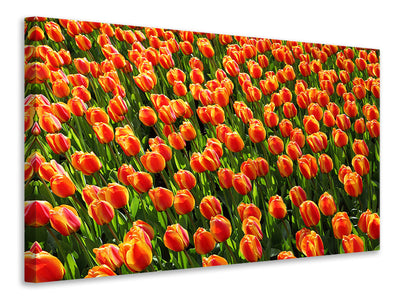 panoramic-canvas-print-tulip-field-in-orange