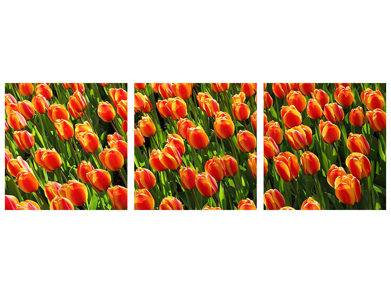 4-piece-canvas-print-tulip-field-in-orange
