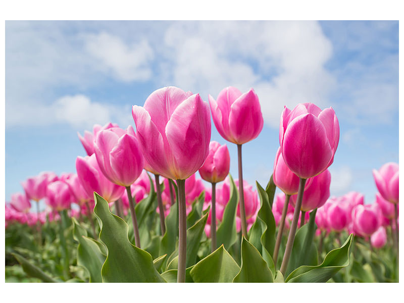 panoramic-3-piece-canvas-print-tulip-field-in-pink