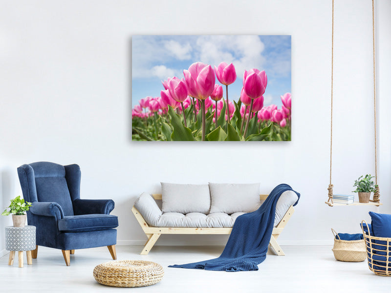 panoramic-3-piece-canvas-print-tulip-field-in-pink