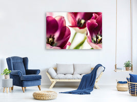 panoramic-canvas-print-tulip-iv