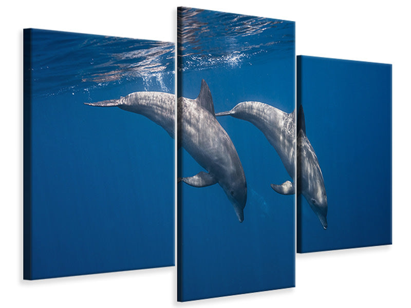 5-piece-canvas-print-two-bottlenose-dolphins