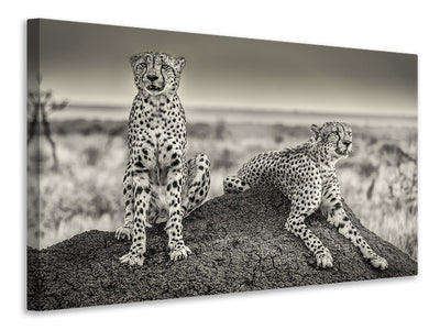3-piece-canvas-print-two-cheetahs-watching-out