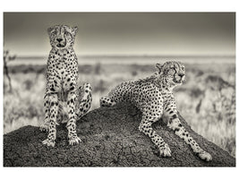 3-piece-canvas-print-two-cheetahs-watching-out