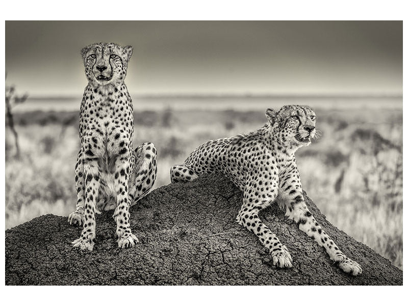 3-piece-canvas-print-two-cheetahs-watching-out