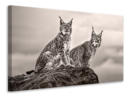 3-piece-canvas-print-two-lynx-on-rock