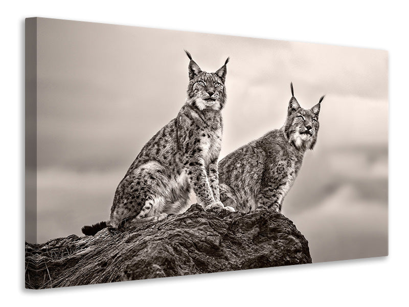 3-piece-canvas-print-two-lynx-on-rock