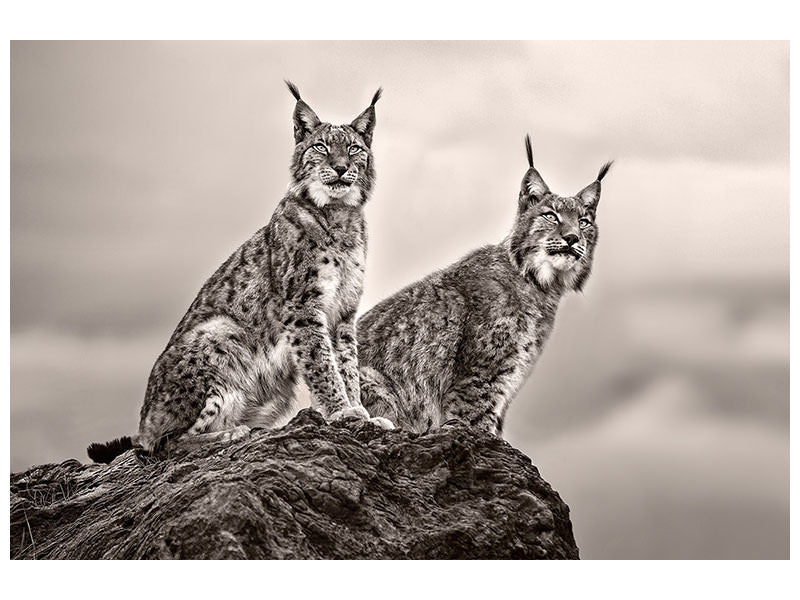 3-piece-canvas-print-two-lynx-on-rock
