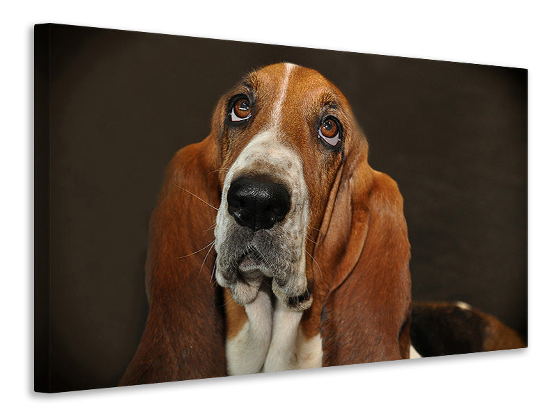 3-piece-canvas-print-typical-basset