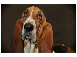3-piece-canvas-print-typical-basset