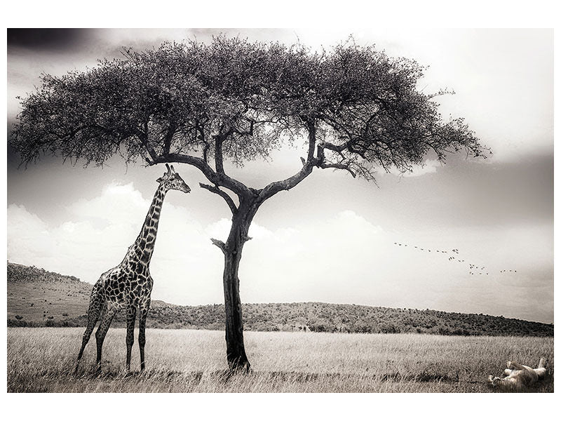 modern-3-piece-canvas-print-under-the-african-sun
