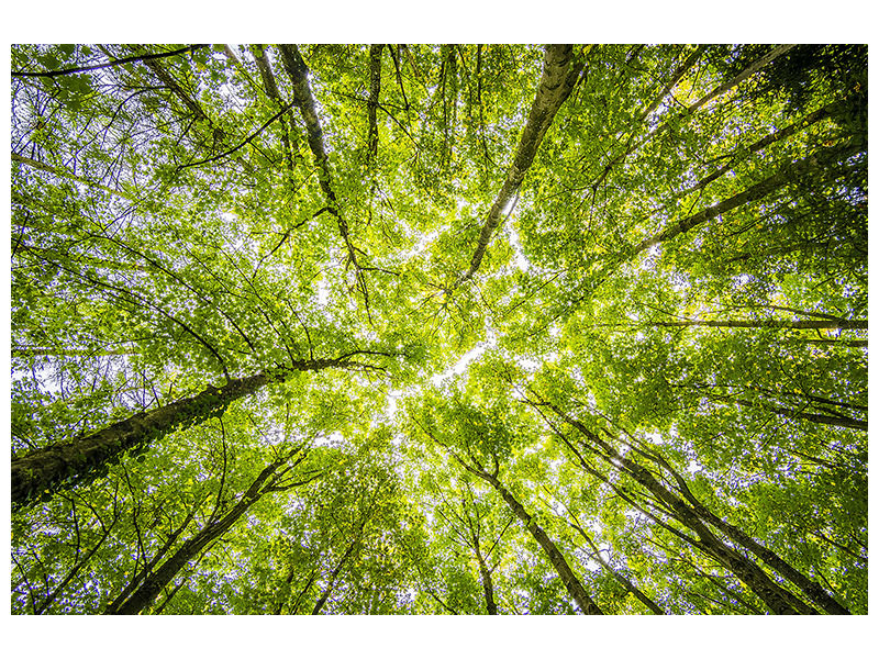 5-piece-canvas-print-under-the-treetops