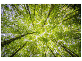 4-piece-canvas-print-under-the-treetops