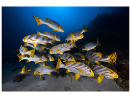 modern-4-piece-canvas-print-fish-in-the-dance-of-the-waves
