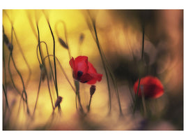 panoramic-3-piece-canvas-print-untitled-xvi-p