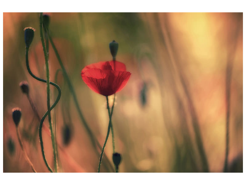 panoramic-3-piece-canvas-print-untitled-xxviii