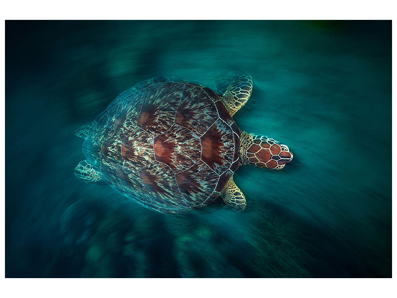 modern-3-piece-canvas-print-valocity-turtle
