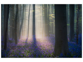 panoramic-3-piece-canvas-print-velvet-light