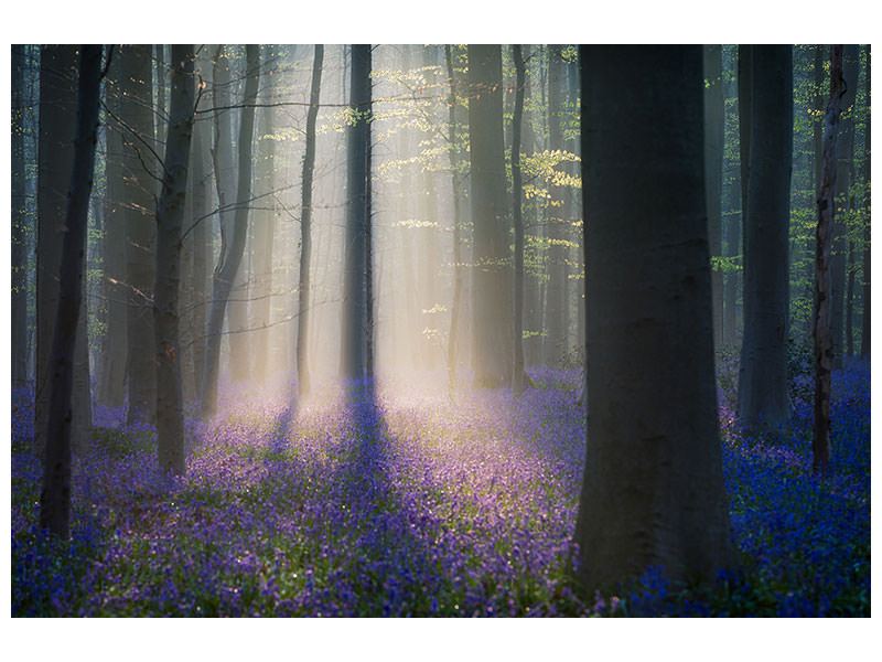 5-piece-canvas-print-velvet-light