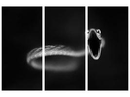 panoramic-canvas-print-vine-snake-strike