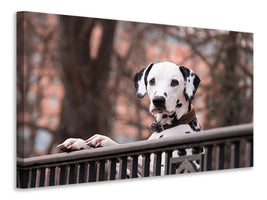 3-piece-canvas-print-watchful-dalmatian